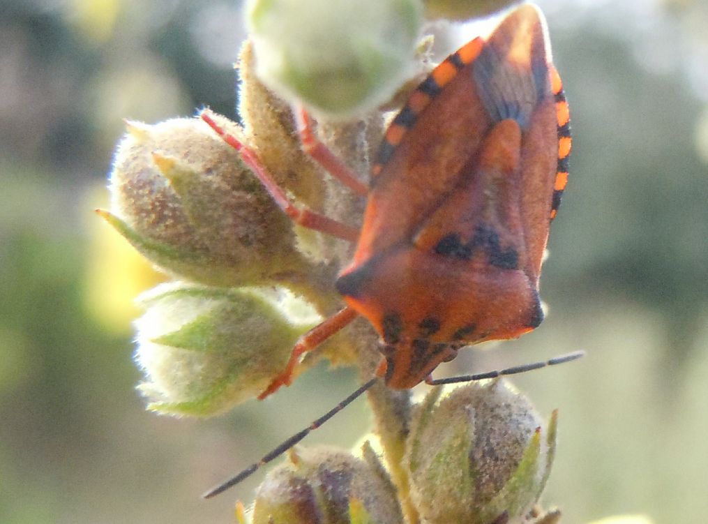 Carpocoris